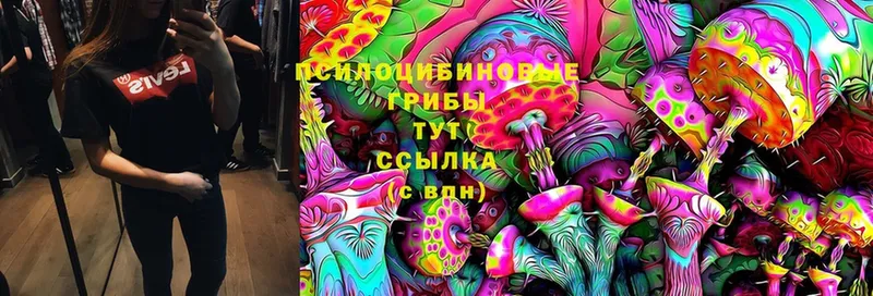 Галлюциногенные грибы MAGIC MUSHROOMS  наркота  Курчалой 